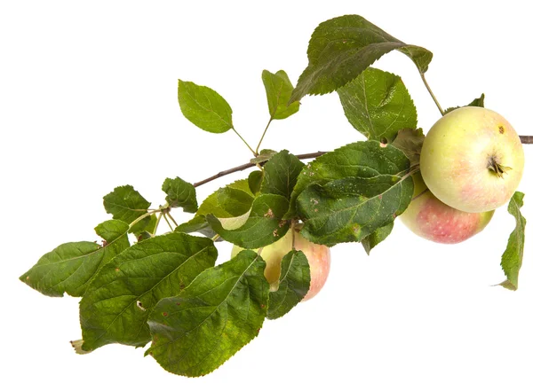 Ώριμο μήλο πάνω σε ένα κλαδί με φύλλα απομονωθεί σε λευκό φόντο — Φωτογραφία Αρχείου