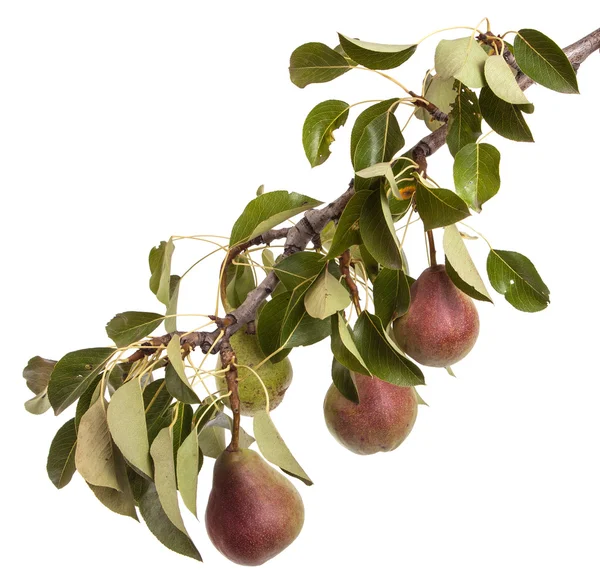 Pears on a branch with leaves isolated on white background — Stock Photo, Image