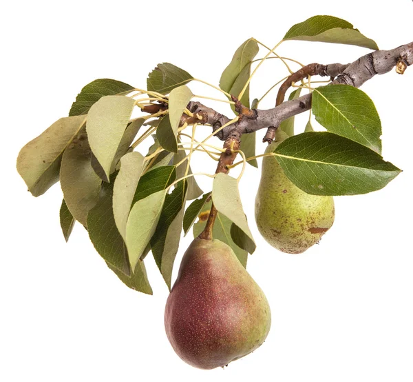 Peras en una rama con hojas aisladas sobre fondo blanco —  Fotos de Stock