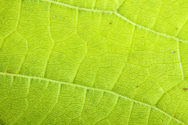 Hoja de uva. Fondo macro —  Fotos de Stock