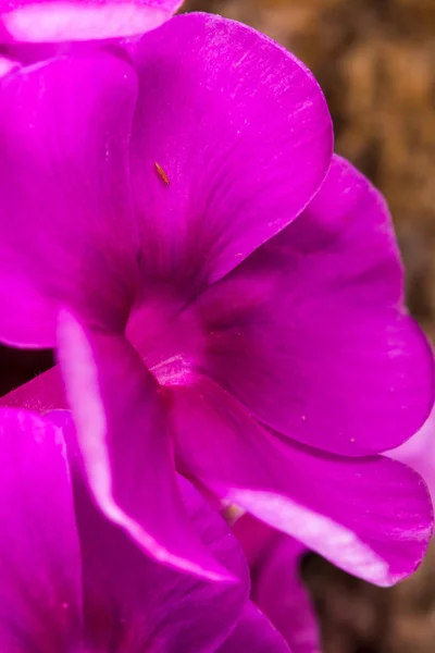 Phlox flower close-up — Stock Photo, Image