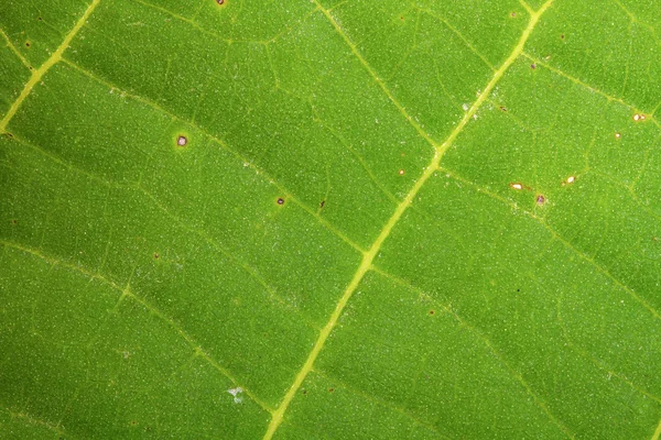 Walnut leaf. macro background — Stock Photo, Image