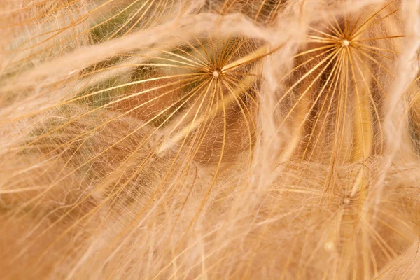 Dente di leone fuzz primo piano. macro sfondo — Foto Stock