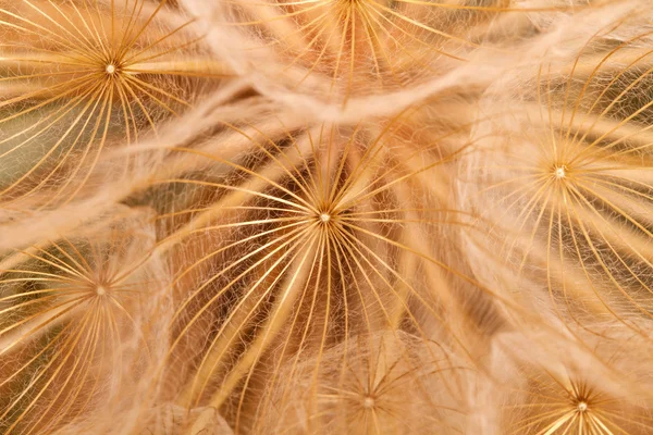 Dente di leone fuzz primo piano. macro sfondo — Foto Stock