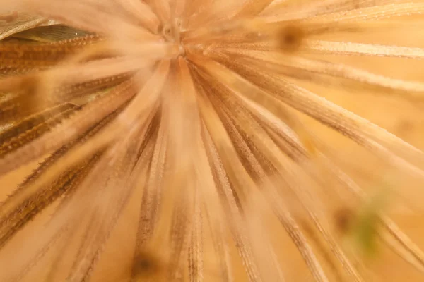 Dente di leone fuzz primo piano. macro sfondo — Foto Stock