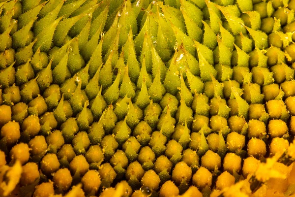 Sonnenblumenhut. Hintergrund-Makro — Stockfoto
