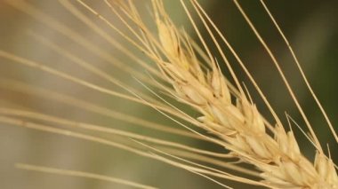 rüzgarda sallanan arpa kulakları