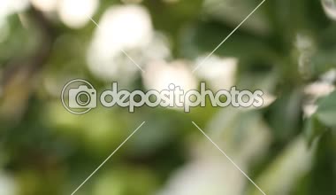 Bulanık arka plan. Rock ağaçlar bokeh