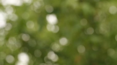 Bulanık arka plan. Rock ağaçlar bokeh