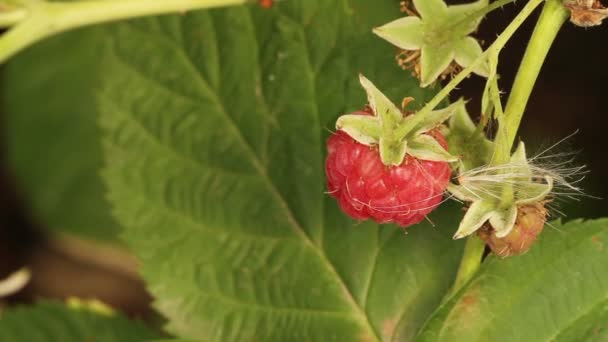 Lamponi maturi ondeggianti nel vento . — Video Stock