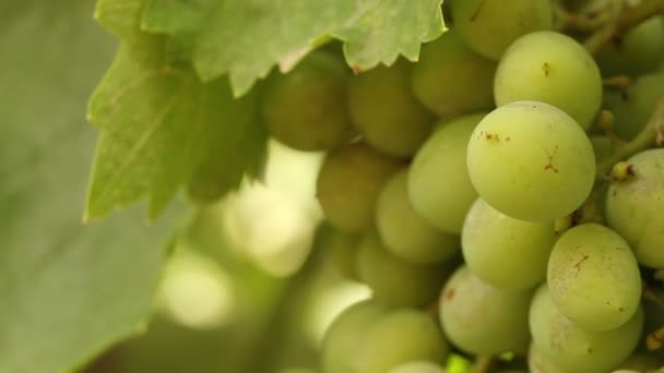 Bunch of green grapes swaying in the wind. Vineyard closeup — Stock Video