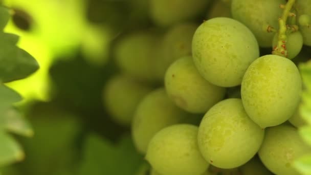Bunch of green grapes swaying in the wind. Vineyard closeup — Stock Video