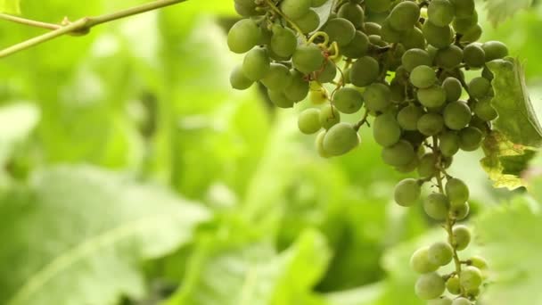 Stelletje groene druiven zwaaiend in de wind. Close-up van de wijngaard — Stockvideo