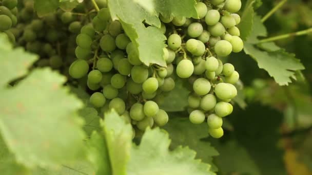 Stelletje groene druiven zwaaiend in de wind. Close-up van de wijngaard — Stockvideo