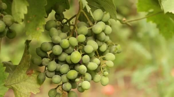 Stelletje groene druiven zwaaiend in de wind. Close-up van de wijngaard — Stockvideo