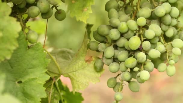 Um monte de uvas verdes a balançar ao vento. Fecho da vinha — Vídeo de Stock