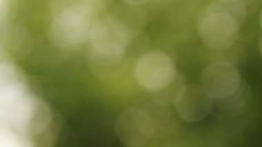 Bulanık arka plan. Rock ağaçlar bokeh