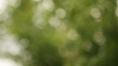 Bulanık arka plan. Rock ağaçlar bokeh