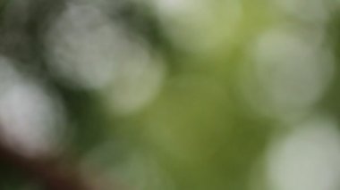 Bulanık arka plan. Rock ağaçlar bokeh