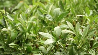 bahçede yağmur. Çiçek yatak