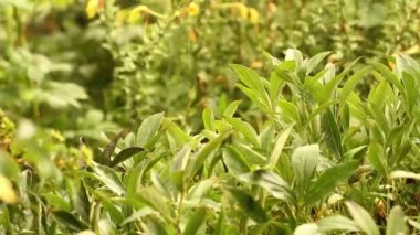 bahçede yağmur. Çiçek yatak