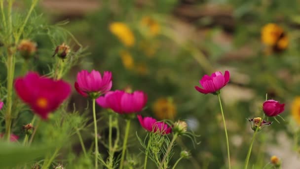 Blomsterrabatt med lila blommor. Gungar i vinden — Stockvideo