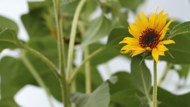 Tournesols balançant dans le vent . — Video