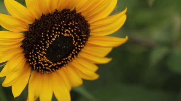 Girasoles balanceándose en el viento . — Vídeos de Stock