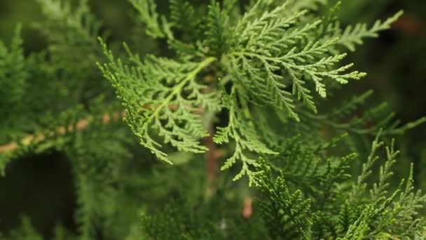 Arborvitae-Äste wiegen sich im Wind. — Stockvideo