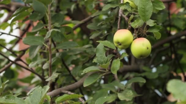 Groene appels op een boomtak. Zwieren in de wind. — Stockvideo