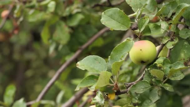 Groene appels op een boomtak. Zwieren in de wind. — Stockvideo