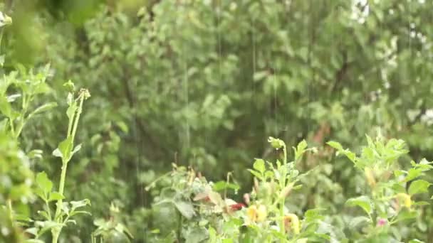Plantas de jardim à chuva. O chuveiro no jardim — Vídeo de Stock