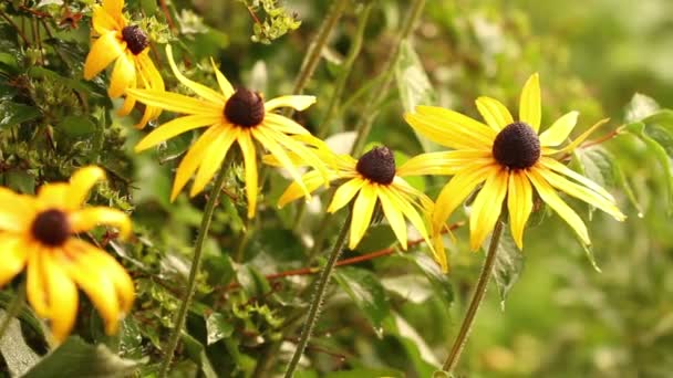 pluie dans le jardin. Lits de fleurs 
