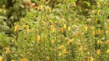 bahçede yağmur. Çiçek yatak