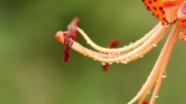 çiçek açan bir tiger zambaklar üzerinde yağmur damlaları. Makro