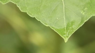üzerindeki ayçiçeği yaprak yağmur damlaları. Makro