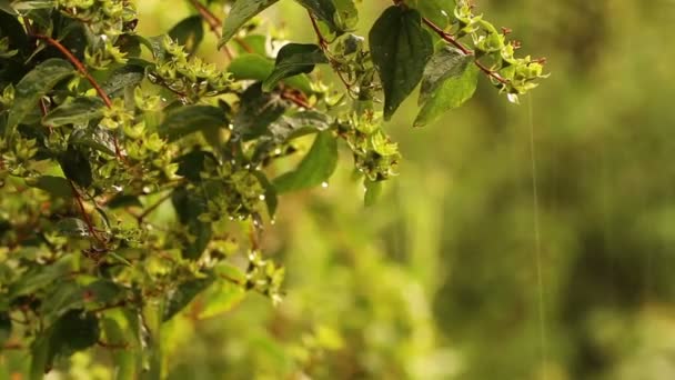 gartenpflanzen, gartenpflanzen im regen. die dusche im garten — stockvideo © toomler, Design ideen