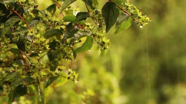 Gartenpflanzen im Regen. die Dusche im Garten — Stockvideo