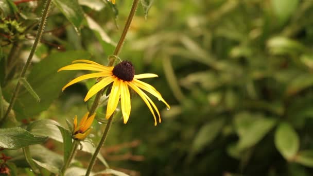 Lluvia en el jardín. Camas de flores — Vídeos de Stock