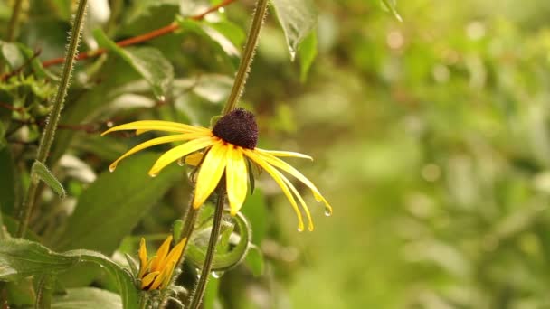 Cama de flores amarillas después de la lluvia — Vídeos de Stock