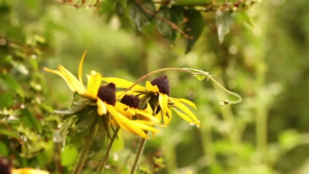 Beet mit gelben Blumen nach dem Regen — Stockvideo