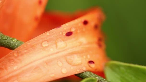 Gocce di pioggia su un giglio tigre in fiore. Macro — Video Stock