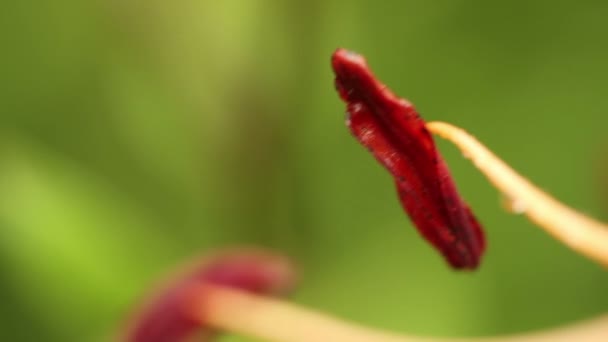 Regentropfen auf einer blühenden Tigerlilie. Makro — Stockvideo