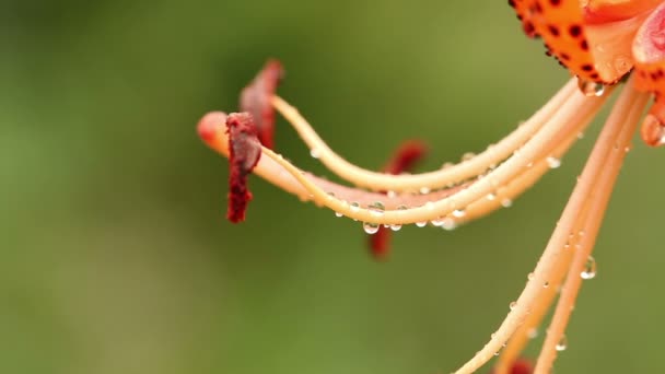 Gotas de lluvia en una flor de lirios tigre. Macro — Vídeo de stock