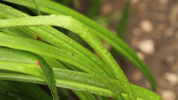 Gotas de lluvia en las hojas de las plantas . — Vídeos de Stock