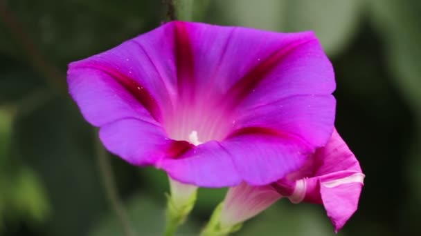 Morning Glory flower sways in the wind — Stock Video