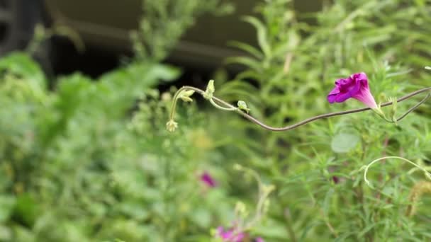 Morning Glory fleur balance dans le vent — Video