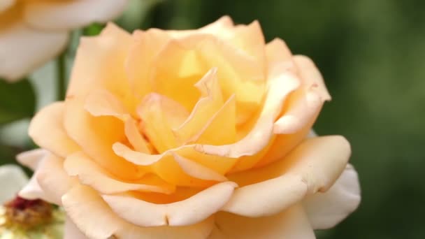 Кровать из роз. ветер в саду — стоковое видео