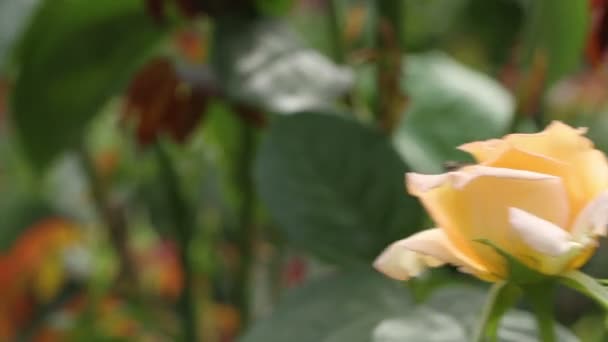 Letto di rose. il vento in giardino — Video Stock