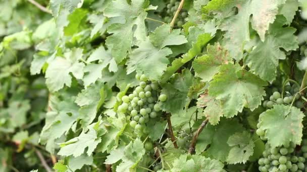 Green grapes on the vine sway. — Stock Video